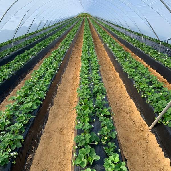 fresa_huelva_quitosano_Freson