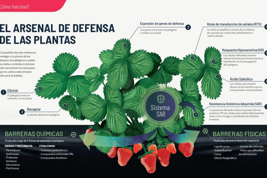 Bioestimulantes_inductor-de-defensas_quitosano