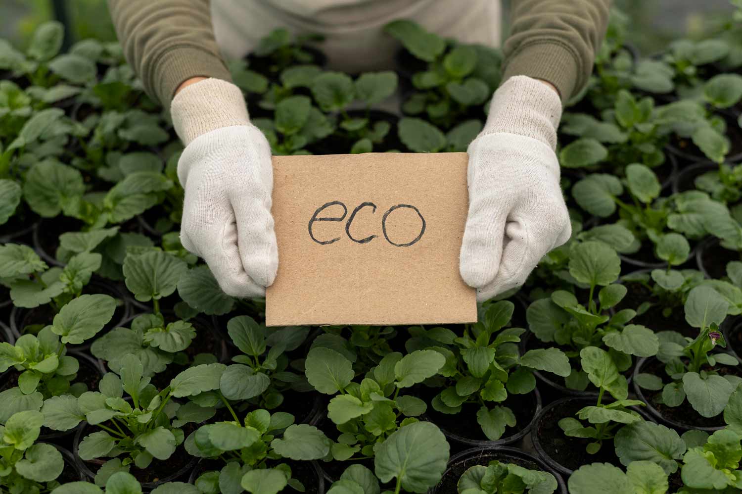 Fungicidas ecológicos: alternativas reales para el control de hongos en agricultura sostenible