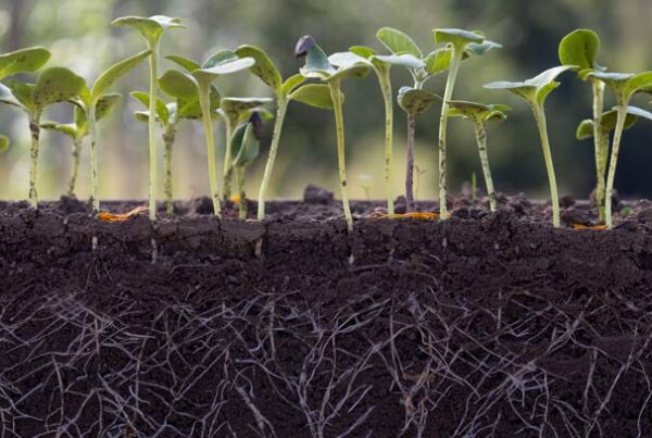 tricodermas-y-quitosano_control-biologico